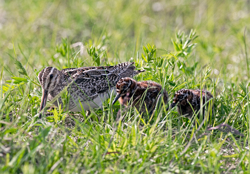 Common Snipe and Chicks DM1049