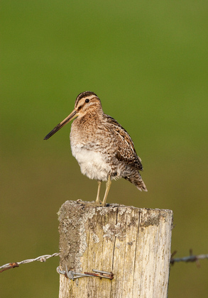 Common Snipe on a Post DM1054