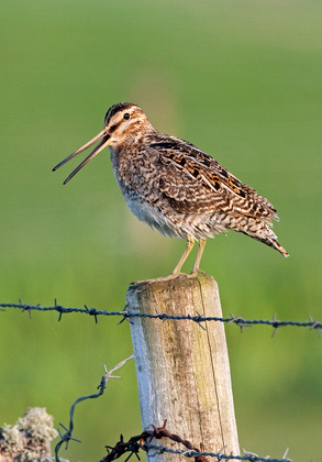 Common Snipe on a Post DM1056