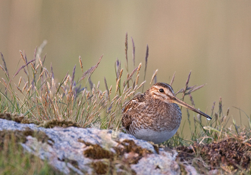 Common Snipe on a Rock DM1055