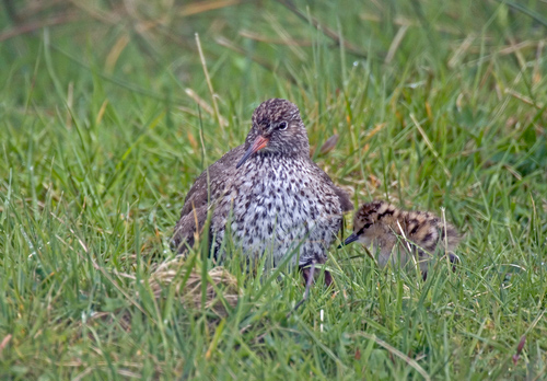 Redshank with Chick DM1092