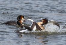   Great Crested Grebs Fighting DM1713