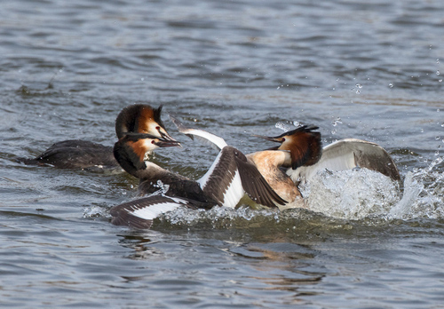   Great Crested Grebs Fighting DM1713