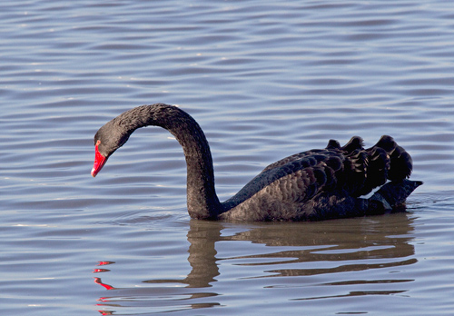 Black Swan 1 DMO390
