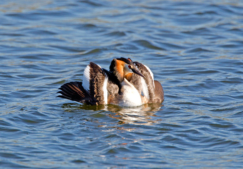Great Crested Grebe 3