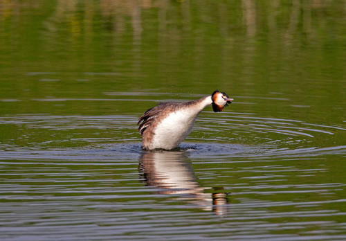 Great Crested Grebe 6