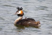 Great Crested Grebe with Young DM1723