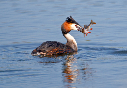 Great Crested Grebe with a Fish 2