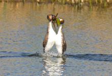 Great Crested Grebes 9