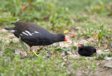 Moorhen and Chick DM0975