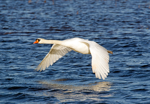 Mute Swan in Flight DM09952