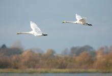 Whooper Swans DM0970