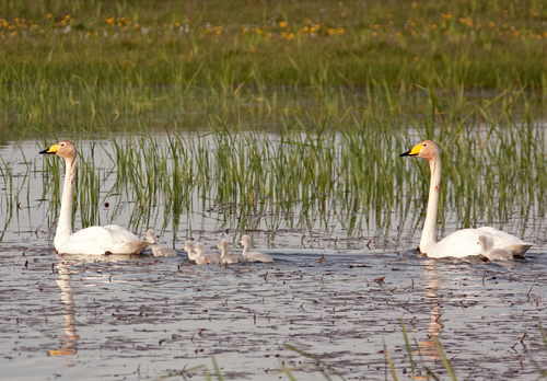 Whooper Swans with Cygnets DM0963