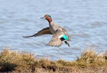 Common Teal 2 DM0399