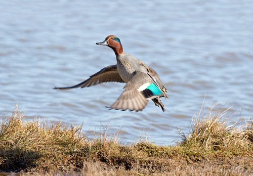 Common Teal 2 DM0399