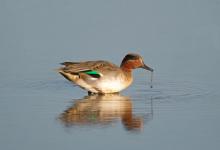 Common Teal DM1278