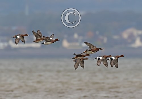  Wigeon in Flight DM2133