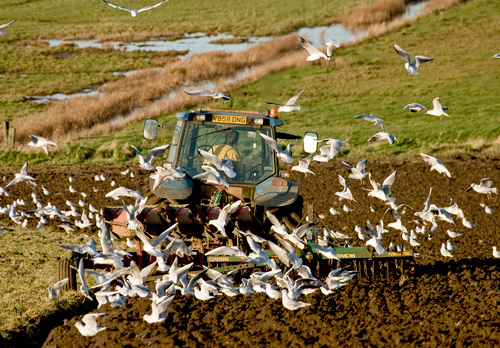 Gulls and Tractor 3 DM0049