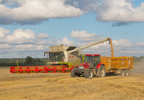 Harvesting Wheat DMOO53