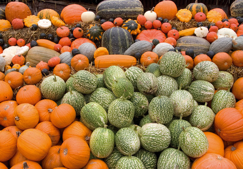 Pumpkins, Gourds and Squashes