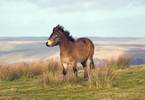 Exmoor Pony DM1195