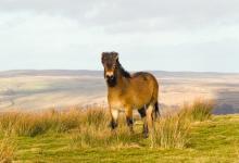 Exmoor Pony DM1196