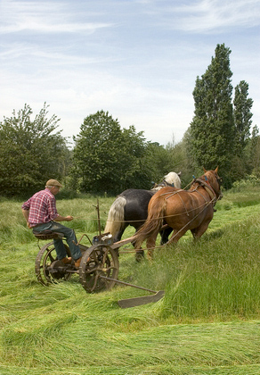 Grass Mowing DM1219