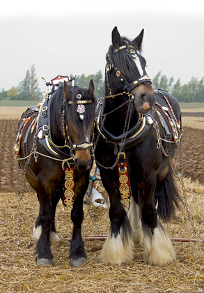 Heavy Horses DM1213