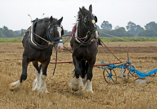 Heavy Horses and Plough DM1210
