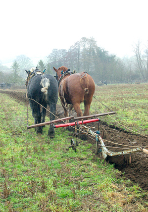 Horse Ploughing DM1200