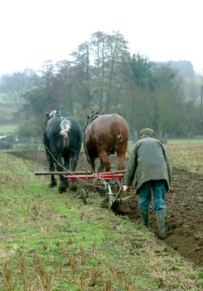 Horse Ploughing DM1203