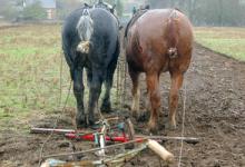 Horse Ploughing DM1204