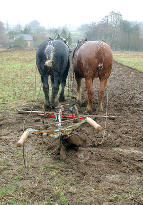 Horse Ploughing DM1204