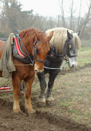 Horse Ploughing DM1205