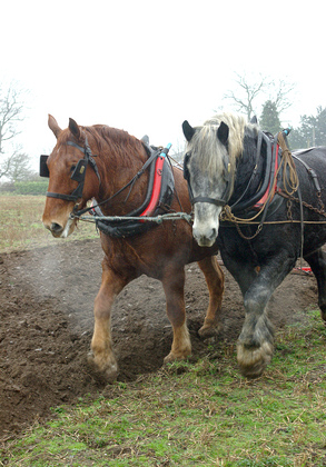 Horse Ploughing DM1206
