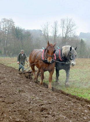 Horse Ploughing DM1224