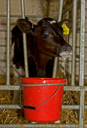 Calf Feeding Time 1DM2802