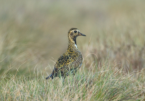Moorland