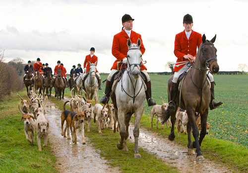 Hunting Foxhounds 2 DM0217