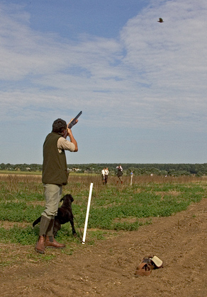 Partridge Shooting 2 DM0340