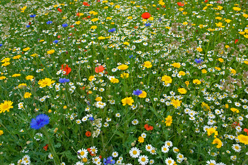 Wild Flowers Norfolk DMO394
