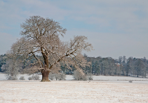 Oak Tree in Winter DM1472