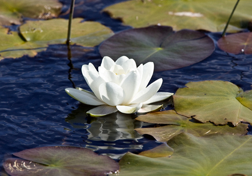 Water Lily, DMO389