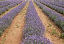 Heacham Lavender Norfolk DM0147