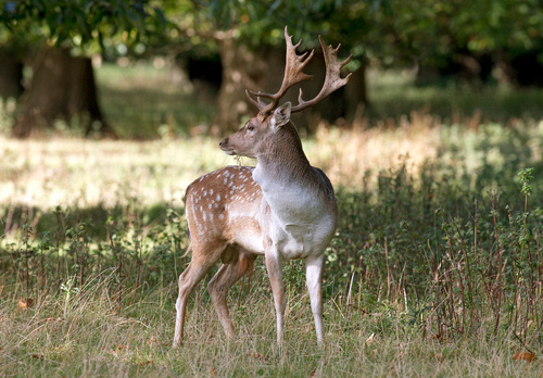 Fallow Deer  Buck DM1589