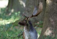 Fallow Deer  Buck DM1592