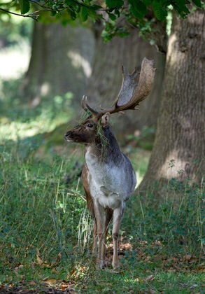 Fallow Deer  Buck DM1592