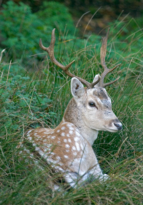 Fallow Deer Buck 0638