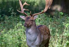 Fallow Deer Buck DM1591