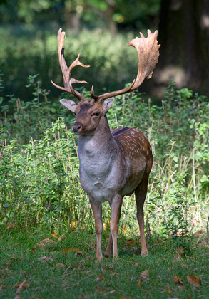 Fallow Deer Buck DM1591